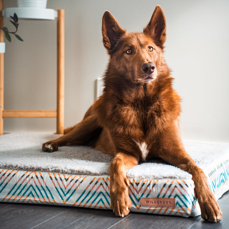 Perro marrón en una cama de espuma viscoelástica Smartcart21 con un diseño en zigzag blanco y azul.
